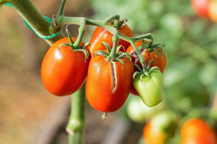 Nová záhrada - popraskané paradajky